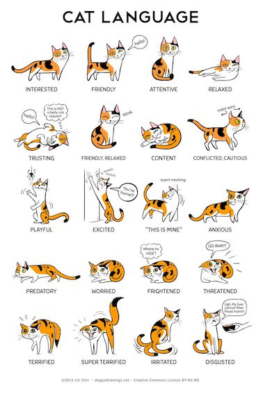 Cats body language chart