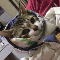 a picture of a cat in a blanket