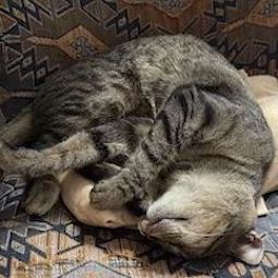 a cat sleeping in a curly position