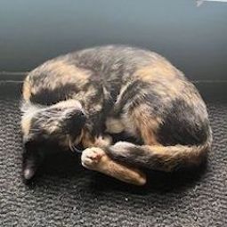 a cat sleeping in a curly position