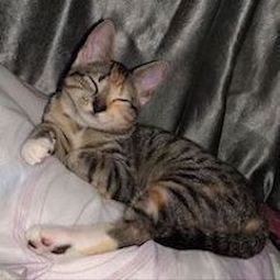 a picture of a cat sleeping