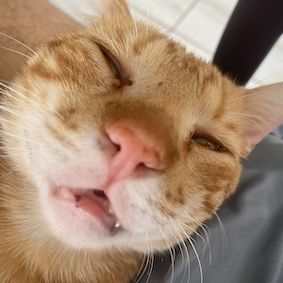 Picture of a orange cat sleeping funny