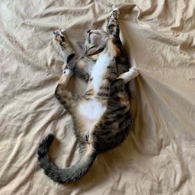 Picture of a tabby cat laying upside down funny