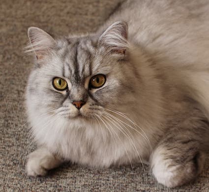 Persian cat