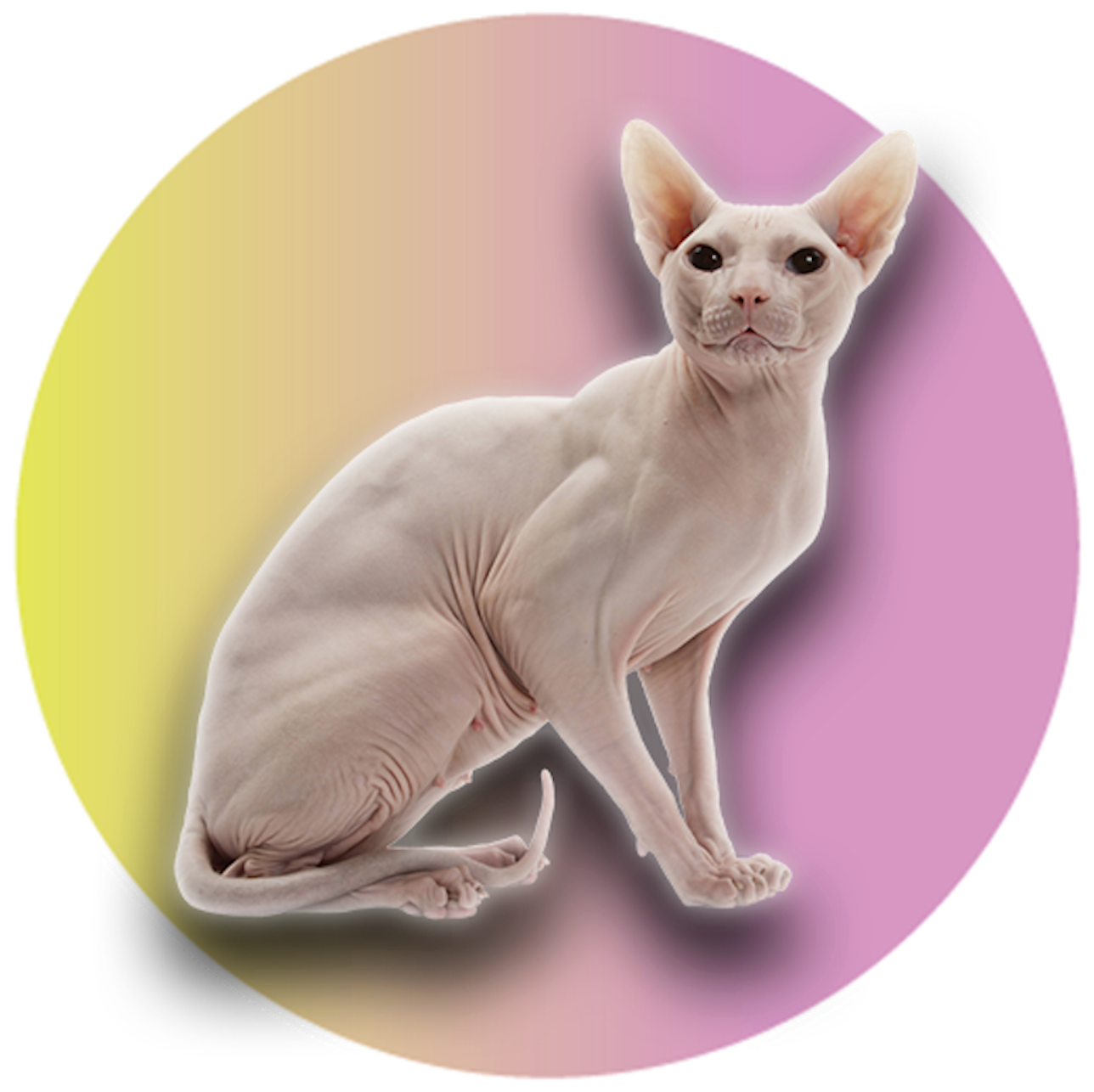 Picture of a Sphynx Cat