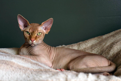 Sphynx cat