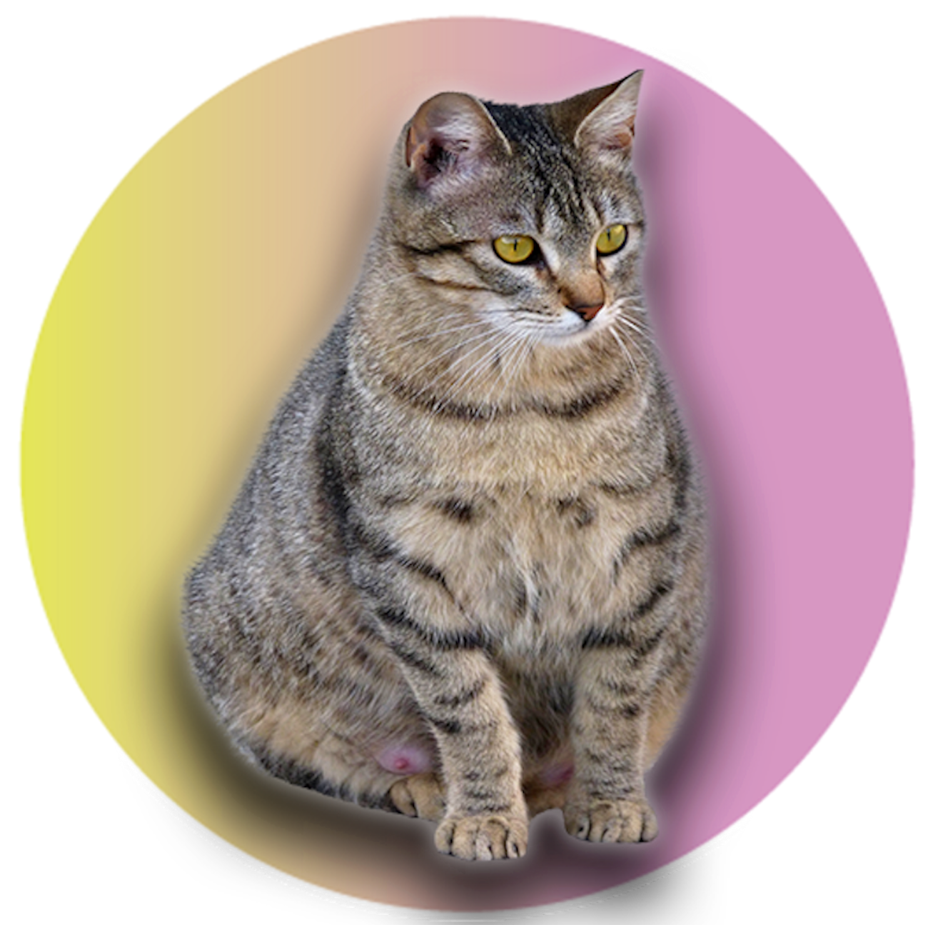 Picture of a Tabby Cat